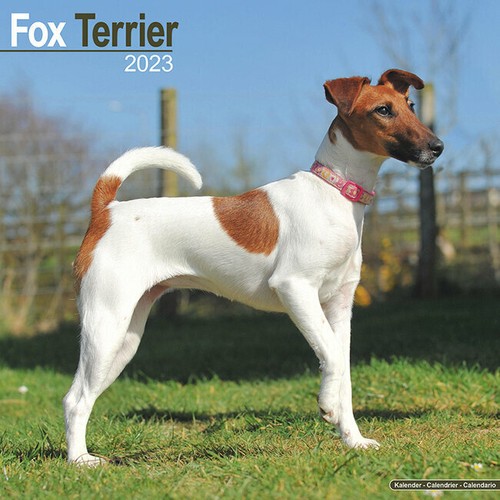 Calendrier 2023 fox terrier - calendrier,