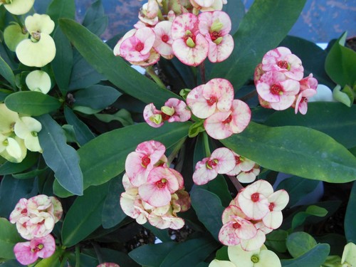 Euphorbia milli - euphorbia,