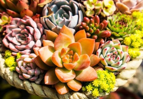 100 plantes grasses - 100,