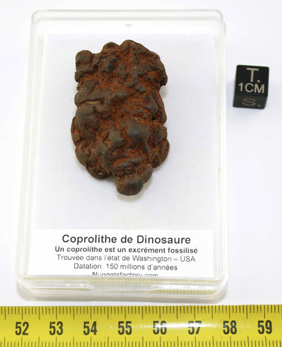 Coprolithe dinosaure dans - 1,