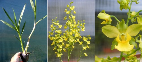 Cyrtopodium flavum orchidée - cyrtopodium,