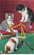 Animaux - Chat - Trois chatons, l'un sur le plateau d'une balance