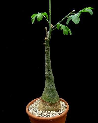 Adenia glauca euphorbia caudex - adenia,