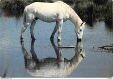 Animaux - Chevaux - Camargue - Cheval camarguais dans les marais - Camarguais -