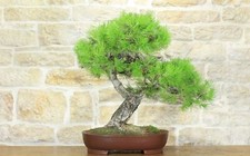 Bonsaï Pin d'Alep (7)