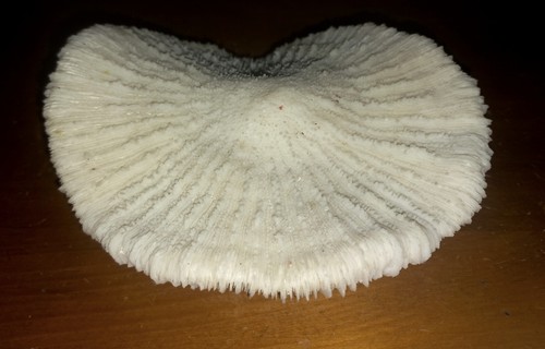 Corail ancien fugia env - corail, cm