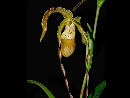 Phragmipedium rina soto - phragmipedium,