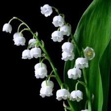 3 graines de MUGUET DE MAI