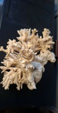 CORAIL DUR  Pocillopora  où