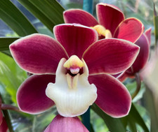 Orchidée Cymbidium Poivron Rouge 'Janice' Grande Fleur Taille Parfumée