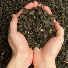 25 kg de graines de tournesol noir pour oiseaux sauvages semis d'oiseaux d'hiver
