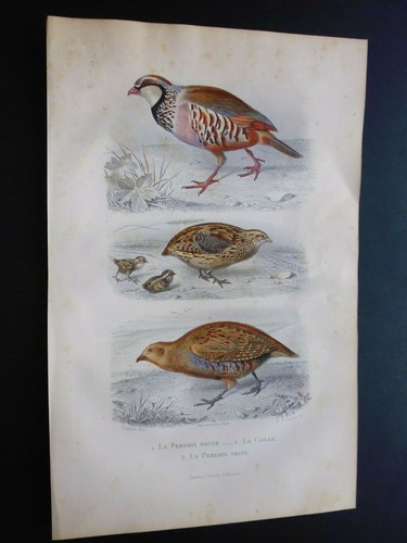 Gravures buffon oiseau - gravures, buffon:oiseau
