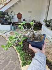 Bonsaï de pommier (hauteur 