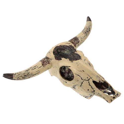 Crâne vache résine - crâne,