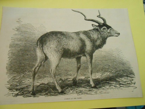 Gravure 1877 addax - -, nez