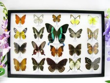 20 vrais papillons préparés comme murale - vitrine - taxidermie - A-20-blumei-07