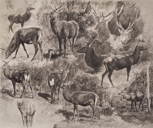 Estampe xixème rosa bonheur - estampe,