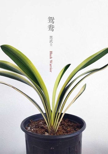 Variegated clivia 君子兰 - variegated,