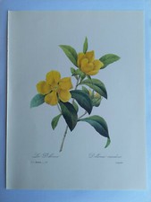 PLANCHE PJ REDOUTÉ PLUS BELLES FLEURS LA DILENNE LANGLOIS