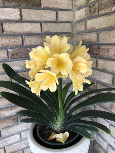 Clivia flower bulbs - flower,