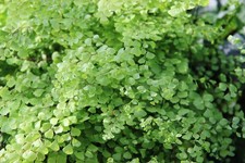 Adiantum mariesii ° fougère