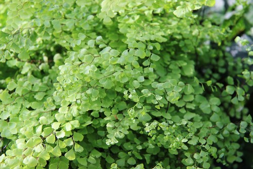 Adiantum mariesii fougère - °,
