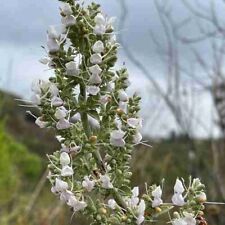 Salvia Apiana (25 Graines/Seeds )