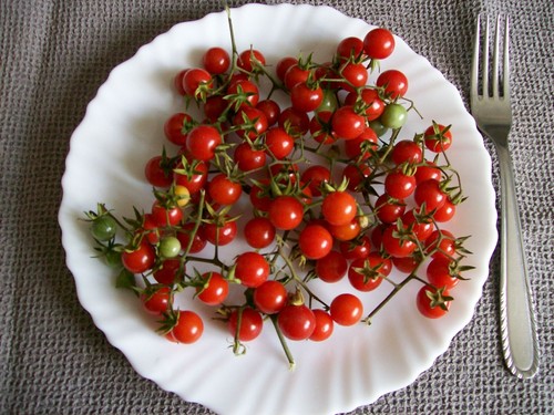 100 graines tomate petit - de,