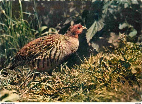 Carte postale animaux - -,
