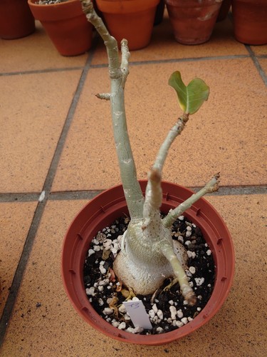 Adenium obesum - adenium,