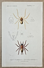 Gravure sur cuivre coloriée 