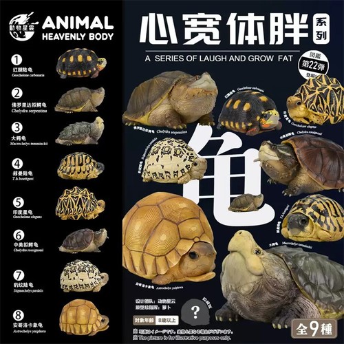 Animal planet tortoise - animal,