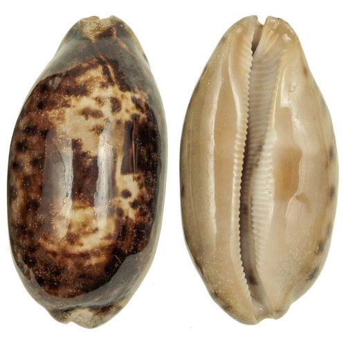Coquillage cypraea