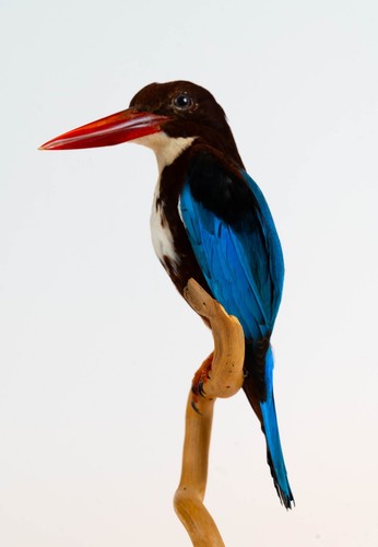 Taxidermy white throated - taxidermy, white-throated