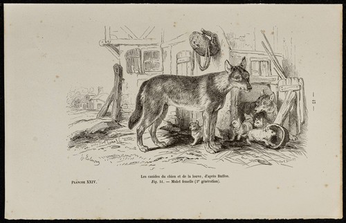 1867 chiots chien et de - -,