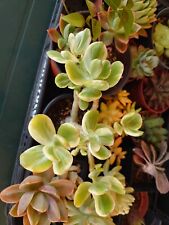 Crassula Ovata Variegata
