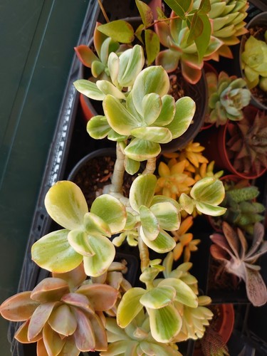 Crassula ovata variegata - ovata,