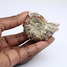 Ammonite Douvilleiceras inaequinodum 50gr 50mm Madagascar