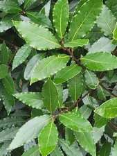 100 Feuilles De Laurier Noble Sauce Bio