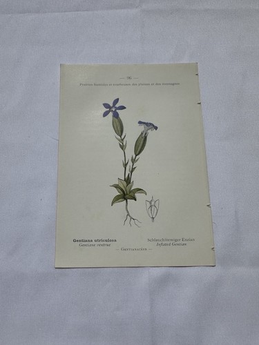 Planche botanique france - planche,