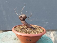 Bonsaï orme champêtre 32 x 8 cm plante articulée livraison gratuite...