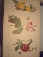 Lot De 3 Lithographies De Planche Botanique De PJ Redouté ;Rosier 