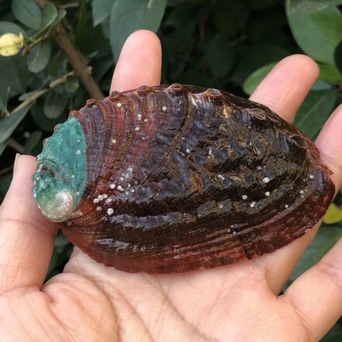 Mignon abalone coquillage - 2x,