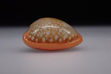 07 - Sea shells - Cypraea