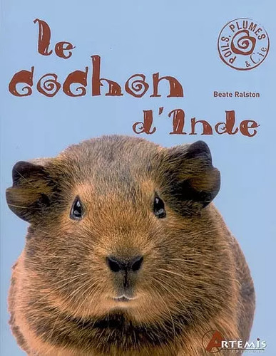 Cochon inde beate - le, d'inde,