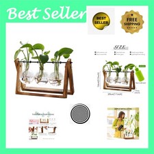 Elegant 3 Bulb Glass Terrarium