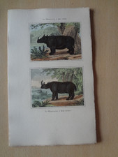 Gravure animal : rhinocéros à une et deux cornes