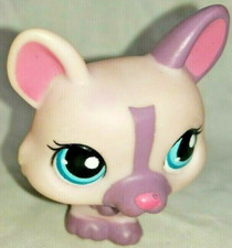 Chien Corgi rose violet yeux