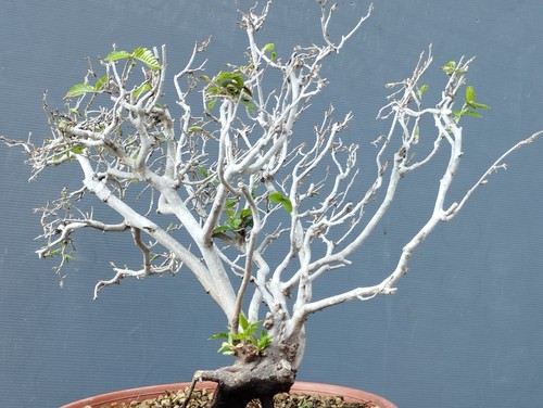 Bonsaï carpin blanc 35 - ,