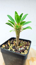 Euphorbia guillauminiana